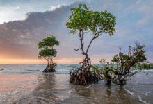 Scientists predict India's southern states to lose half of their mangroves by 2070