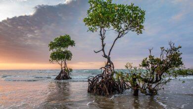 Scientists predict India's southern states to lose half of their mangroves by 2070
