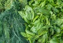 If you know the benefits of green leafy vegetables.. you will be shocked..!