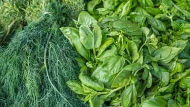 If you know the benefits of green leafy vegetables.. you will be shocked..!