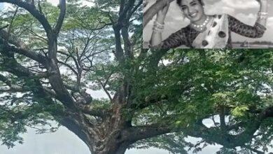 That great tree of Tollywood sentiment is no more