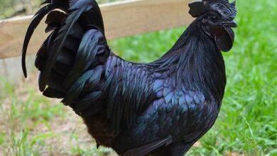 A black hen that is raining cash..!