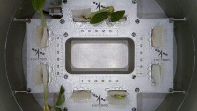 The achievement of ISRO: "Alasandas" that sprouted in space.