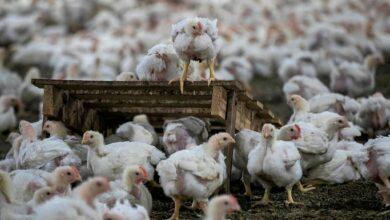 Bird flu threat..! How much is its impact on humans?