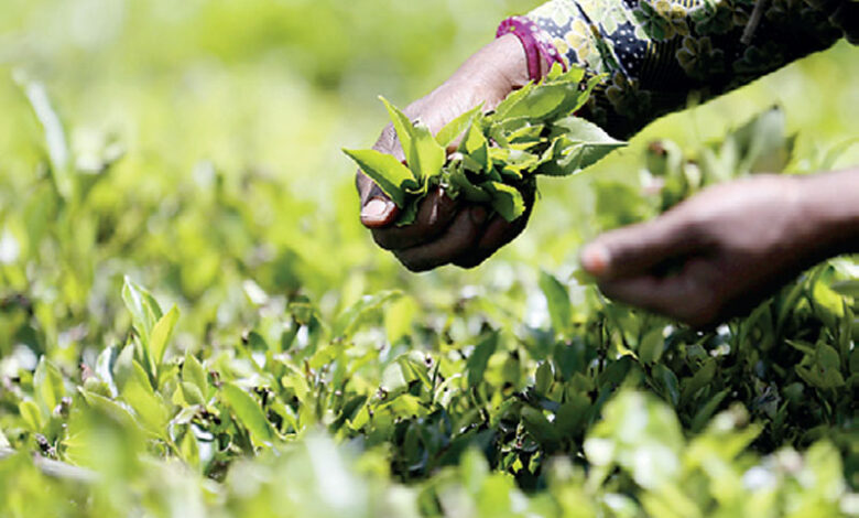 India’s exports of agricultural