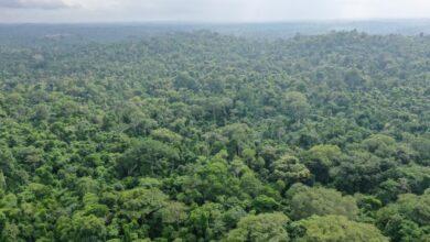 The survival of all living beings is with the forests