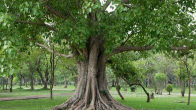 At what time is it beneficial to worship the Peepal tree?!