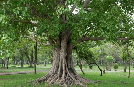 At what time is it beneficial to worship the Peepal tree?!