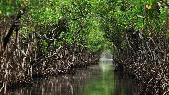 There’s no better time than this to witness the beauty of the Bengal forests!