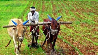 Today is Eruvaka Pournami..!