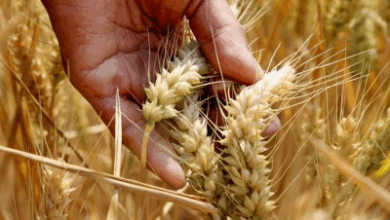 wheat procurement at MSP rises to three-year high