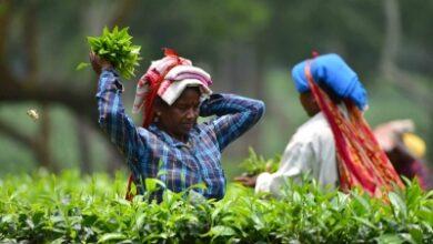 Piyush Goyal tells Plantation Boards to step up exports drive
