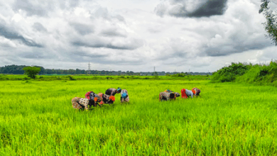 PKVY nurturing organic farming in India, empowering millions of farmers