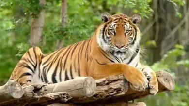 Telangana: Tiger movement poses no threat to human life, says Forest Dept
