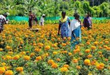 Global Horticulture Hub in Rayalaseema: A Boost to the Agriculture Sector