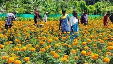 Global Horticulture Hub in Rayalaseema: A Boost to the Agriculture Sector