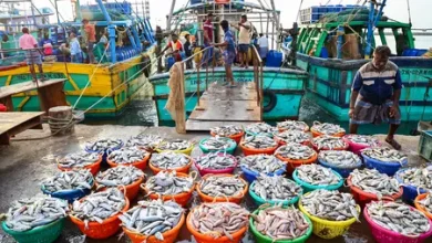 India seafood exports growth driven by shrimp and marine products