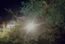 Rain and strong winds in Andhra Pradesh uproot trees and disrupt power supply