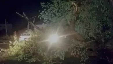 Rain and strong winds in Andhra Pradesh uproot trees and disrupt power supply