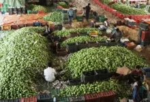In a first, India exports Banganapalle mangoes to Singapore via sea route