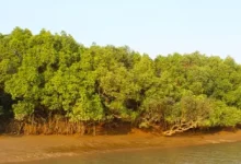 Andhra Pradesh mangrove restoration project under the MISHTI scheme improves coastal ecosystems and climate resilience.