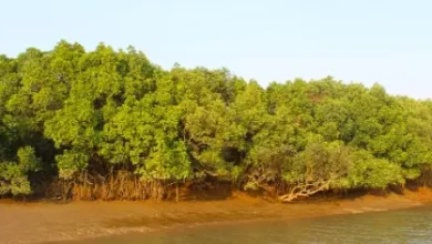 Andhra Pradesh mangrove restoration project under the MISHTI scheme improves coastal ecosystems and climate resilience.
