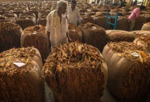 Andhra Pradesh plans to limit FCV tobacco production amid farmer crisis and falling tobacco prices