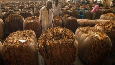 Andhra Pradesh plans to limit FCV tobacco production amid farmer crisis and falling tobacco prices