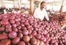Farmers harvesting onions after the Centre increased the onion procurement price to ₹2,125 per quintal