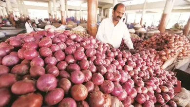 Farmers harvesting onions after the Centre increased the onion procurement price to ₹2,125 per quintal