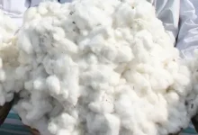 Farmers harvesting cotton during India cotton production, known as the country's "White Gold" crop.
