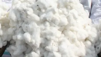 Farmers harvesting cotton during India cotton production, known as the country's "White Gold" crop.