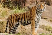 Pawan Kalyan on International Tiger Day 2026 announcing Andhra Pradesh's tiger conservation and female tiger translocation initiative.