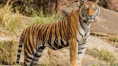 Pawan Kalyan on International Tiger Day 2026 announcing Andhra Pradesh's tiger conservation and female tiger translocation initiative.
