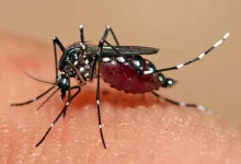 Symptoms of Dengue and Viral Fevers... These Are the Precautions We Should Take
