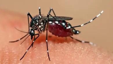 Symptoms of Dengue and Viral Fevers... These Are the Precautions We Should Take
