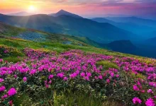 A World of Colorful Flowers: Here's How to Plan Your Valley of Flowers Trip"