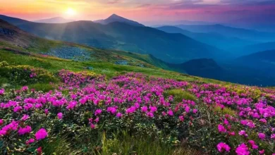A World of Colorful Flowers: Here's How to Plan Your Valley of Flowers Trip"