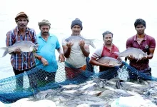 India 2nd-largest fish producer with 8 per cent share of global fish output