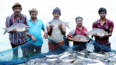 India 2nd-largest fish producer with 8 per cent share of global fish output