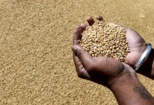 India wheat flour export policy changed for atta maida and semolina