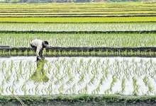 PM-AASHA procurement and farmer income support scheme in India