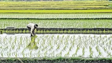 PM-AASHA procurement and farmer income support scheme in India