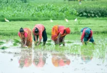 Kharif crop sowing area in India in 2026