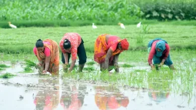 Kharif crop sowing area in India in 2026