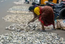 PM-MKSSY aquaculture insurance scheme supporting India’s blue economy
