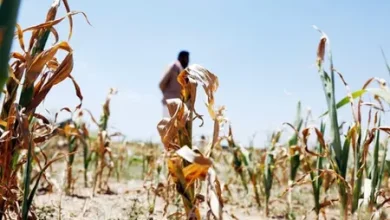 Telangana drought situation review as Chief Minister Revanth Reddy prepares to discuss relief measures with ministers.