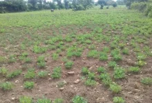 Telangana drought in 2026 affects 365 mandals across 31 districts following deficient monsoon rainfall.
