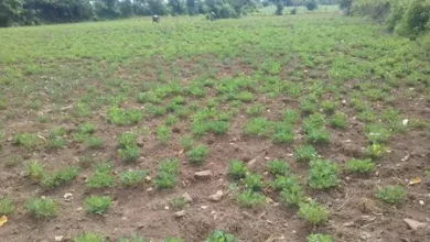 Telangana drought in 2026 affects 365 mandals across 31 districts following deficient monsoon rainfall.